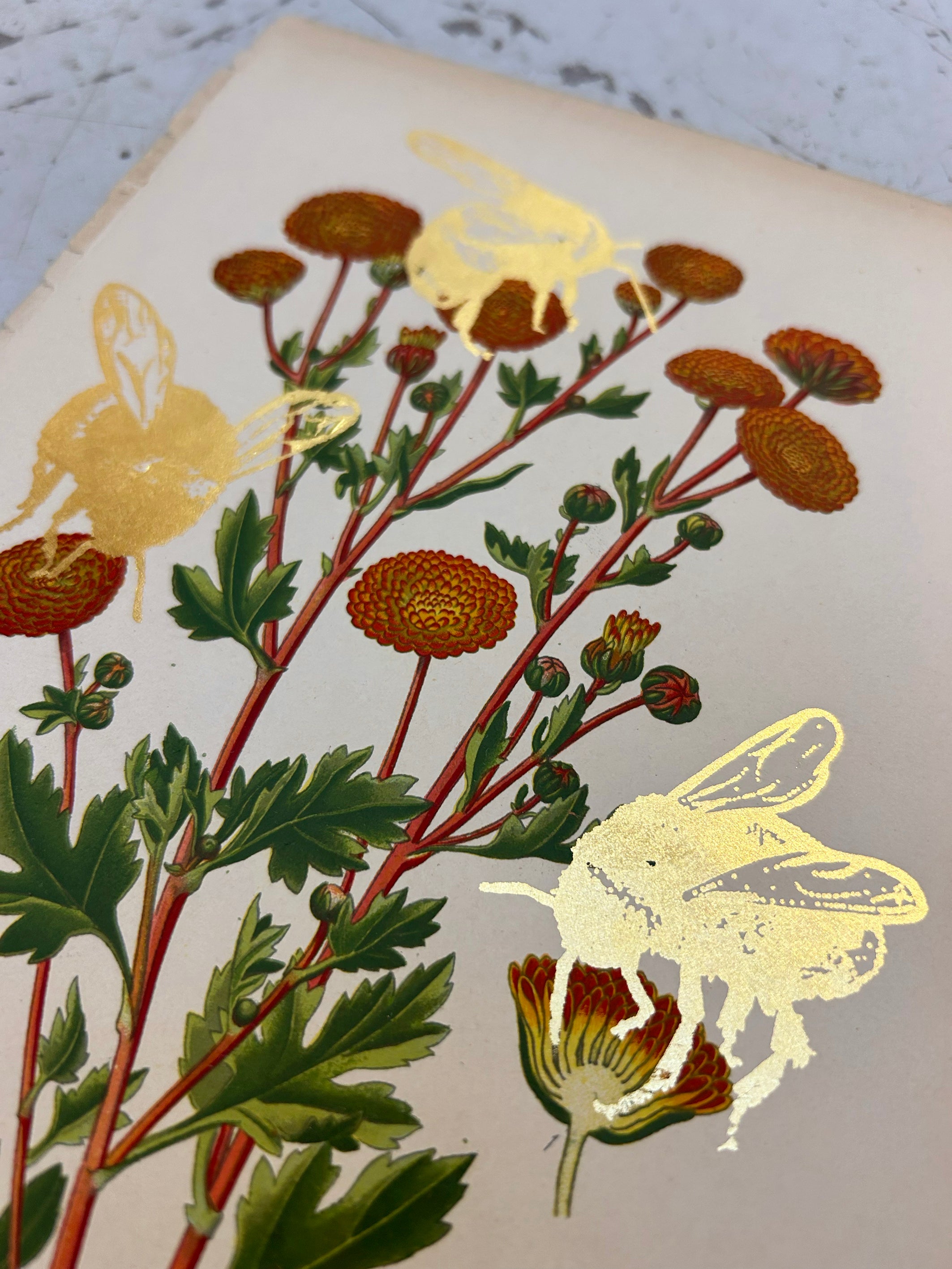 MORE BEES PLEASE (ROY'S DROP) #19