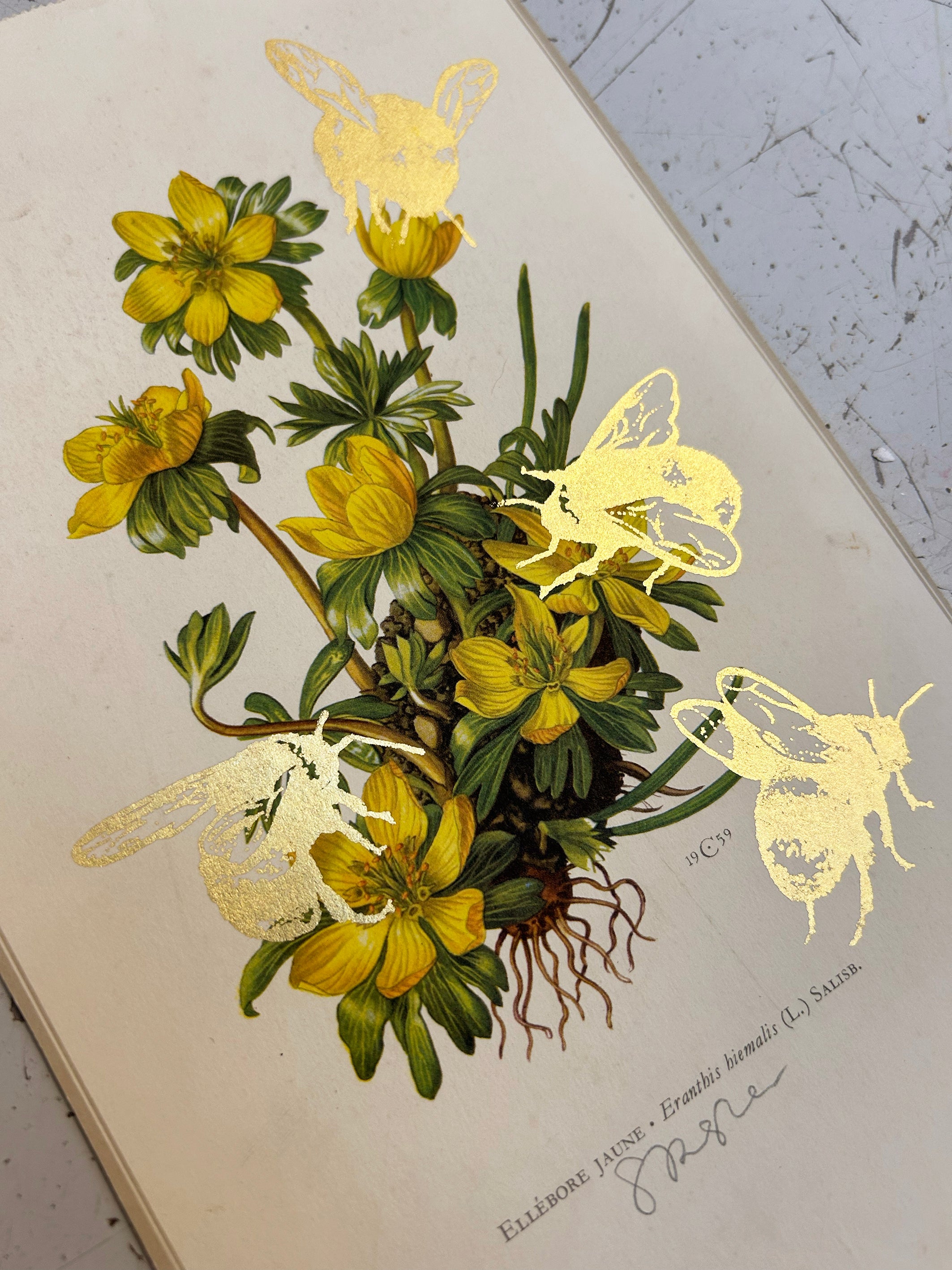 MORE BEES PLEASE (ROY'S DROP) #20