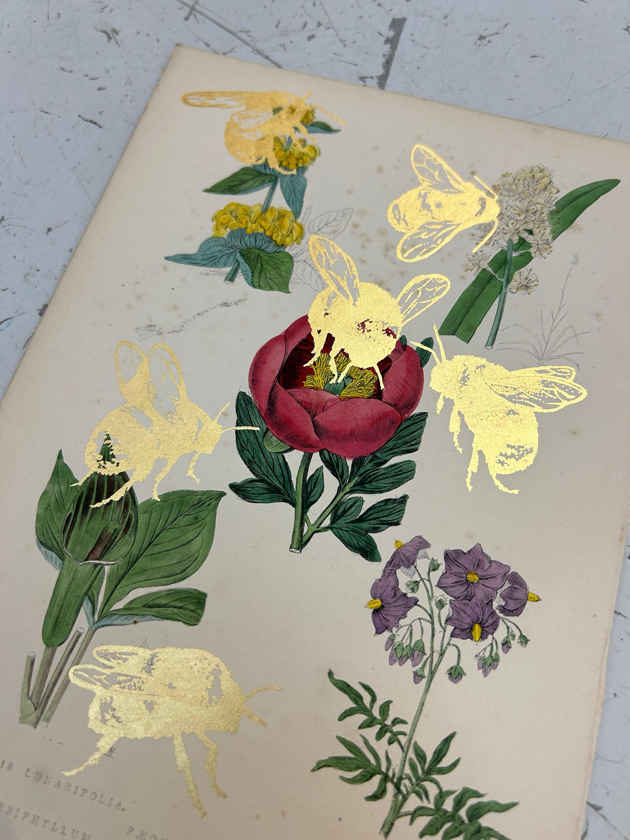 MORE BEES PLEASE (ROY'S DROP) #18